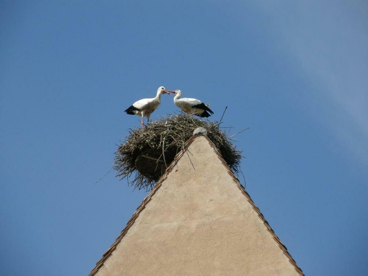 Gite Edelweiss A Eguisheim Buitenkant foto